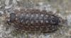 Porcellio spinicornis